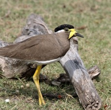 LAPWING  YELLOW    WATTLED.jpg