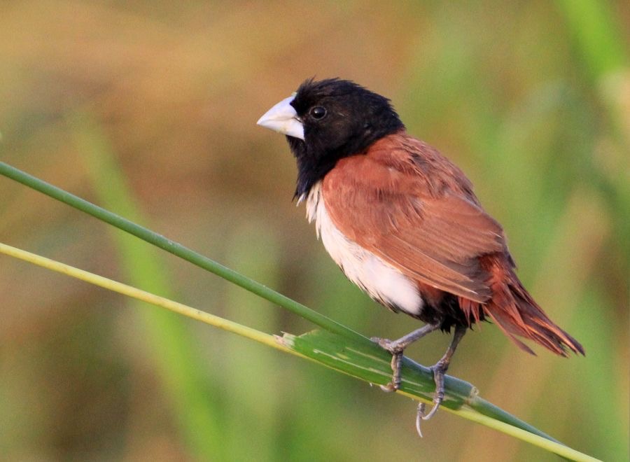 MUNIA         BLACK HEADED.jpg