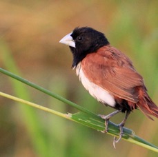MUNIA         BLACK HEADED.jpg