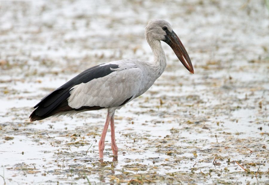 OPENBILL          ASIAN.jpg