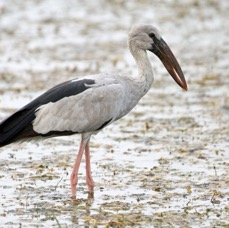 OPENBILL          ASIAN.jpg