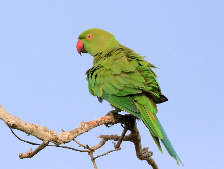 PARAKEET     ROSE RINGED.jpg