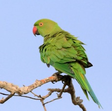 PARAKEET     ROSE RINGED.jpg