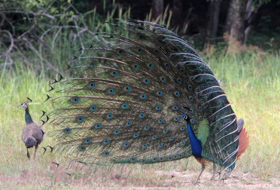 PEAFOWL   INDIAN        female not interested.jpg
