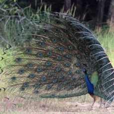 PEAFOWL   INDIAN        female not interested.jpg