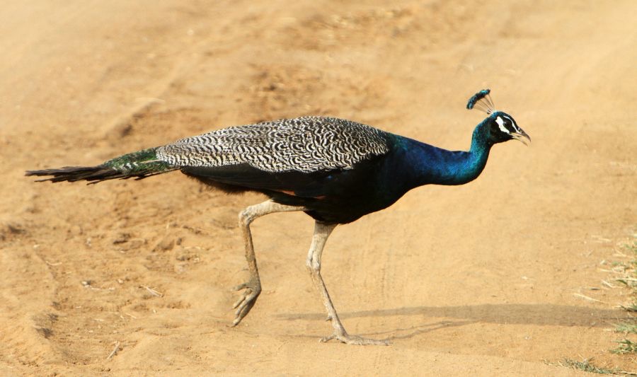 PEAFOWL   INDIAN.jpg