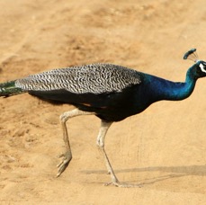 PEAFOWL   INDIAN.jpg