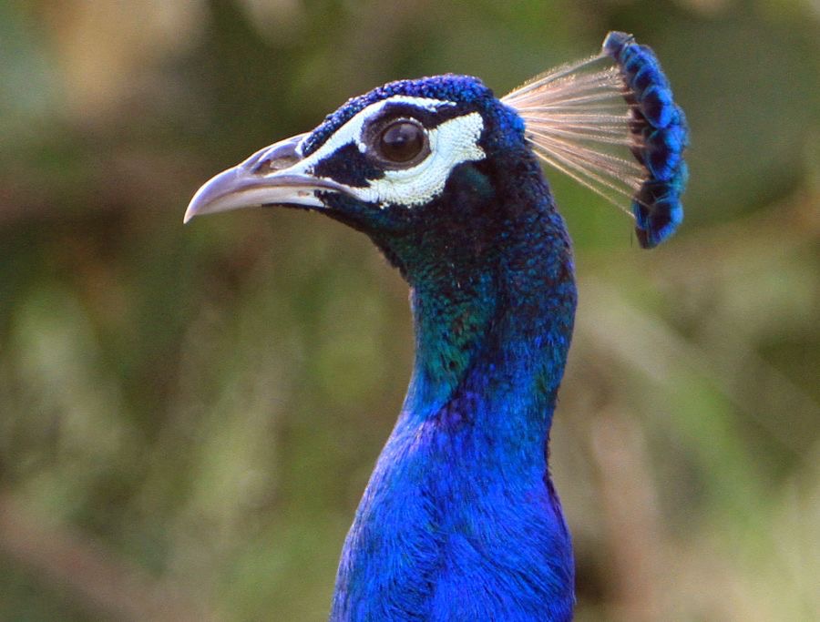 PEAFOWL.  INDIAN  male  headshot.jpg
