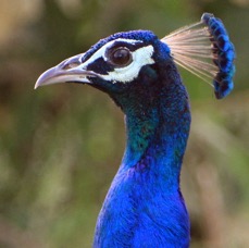 PEAFOWL.  INDIAN  male  headshot.jpg