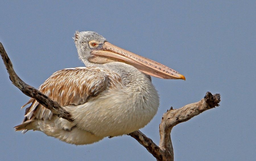 PELICAN        SPOT BILLED.jpg