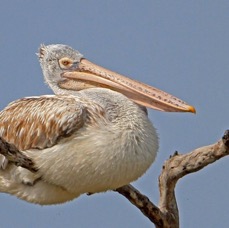 PELICAN        SPOT BILLED.jpg