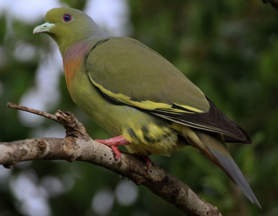 PIGEON    ORANGE BREASTED   GREEN.jpg