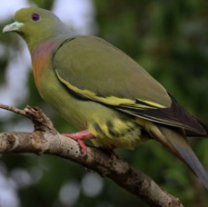 PIGEON    ORANGE BREASTED   GREEN.jpg