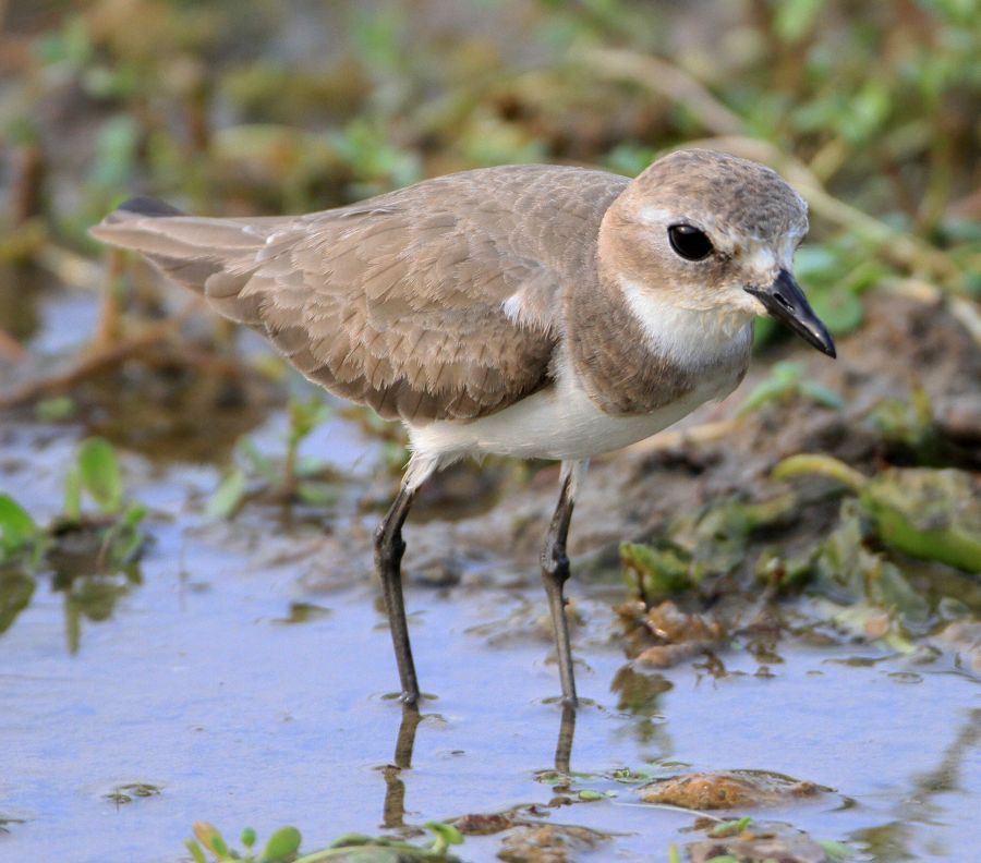 PLOVER       LESSER    SAND.jpg