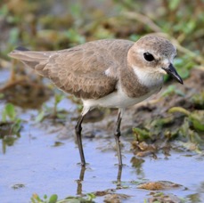 PLOVER       LESSER    SAND.jpg