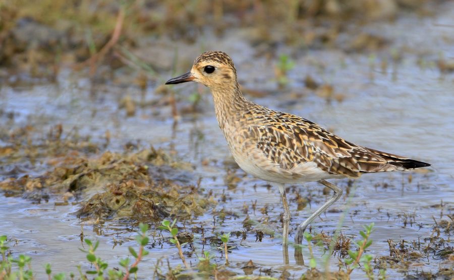 PLOVER.     PACIFIC  GOLDEN non breeding.jpg