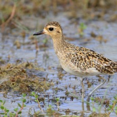 PLOVER.     PACIFIC  GOLDEN non breeding.jpg