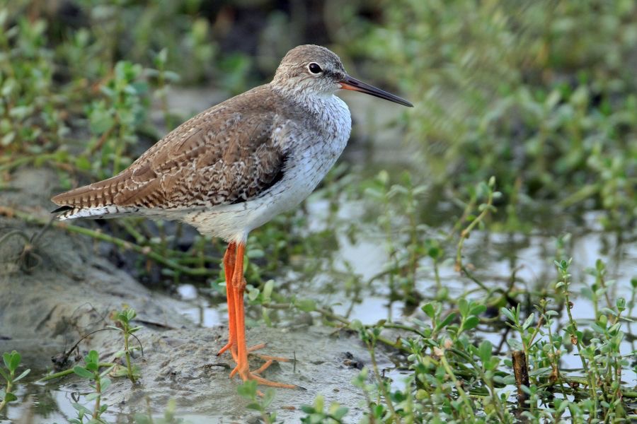 REDSHANK.   COMMON.jpg