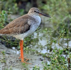 REDSHANK.   COMMON.jpg