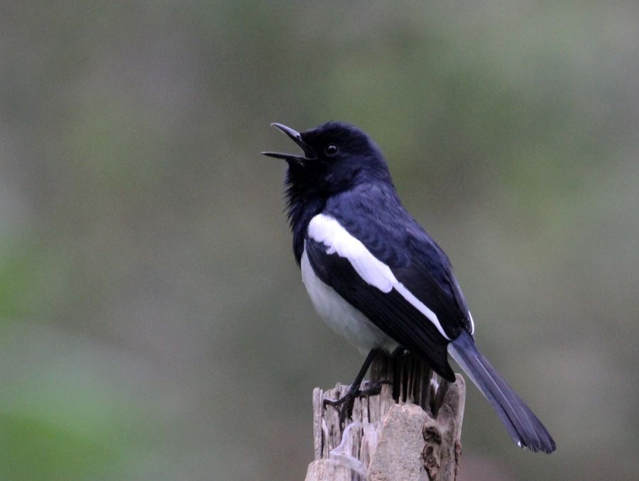 ROBIN    ORIENTAL  MAGPIE male.jpg