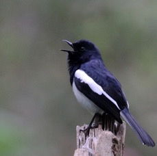 ROBIN    ORIENTAL  MAGPIE male.jpg
