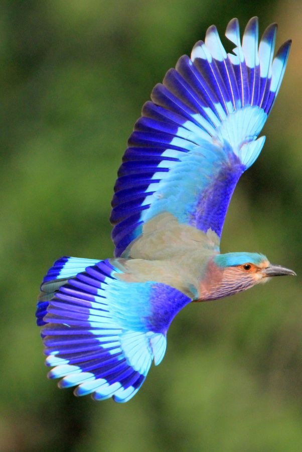 ROLLER       INDIAN     flying.jpg