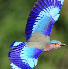 ROLLER       INDIAN     flying.jpg