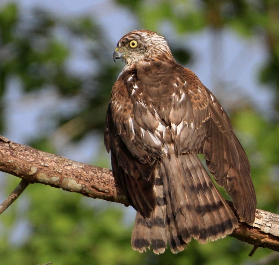 SHIKRA.jpg