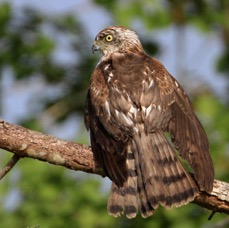 SHIKRA.jpg