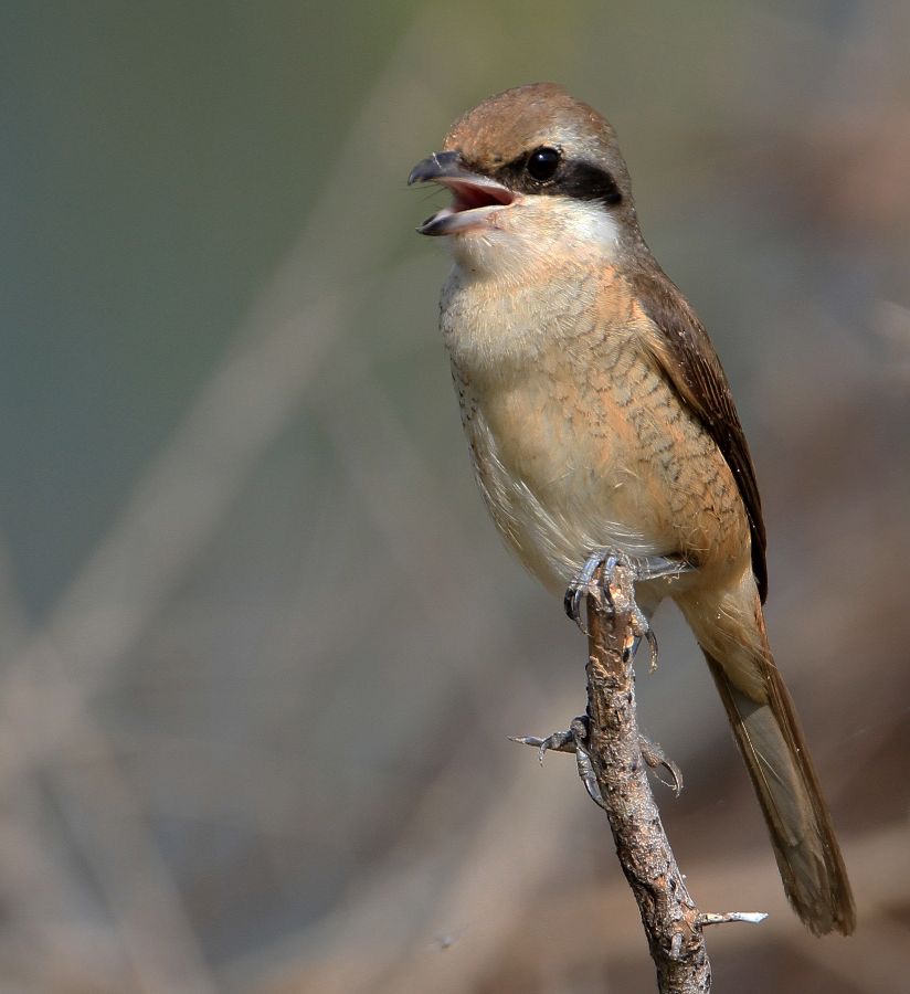 SHRIKE..     BROWN.jpg