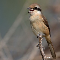 SHRIKE..     BROWN.jpg