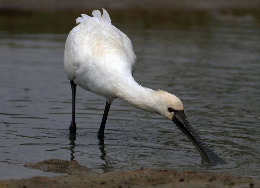 SPOONBILL.  EURASIAN.  breeding plumage.jpg