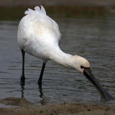 SPOONBILL.  EURASIAN.  breeding plumage.jpg