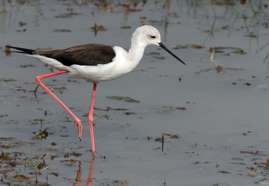 STILT           BLACK WINGED.jpg