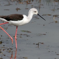 STILT           BLACK WINGED.jpg
