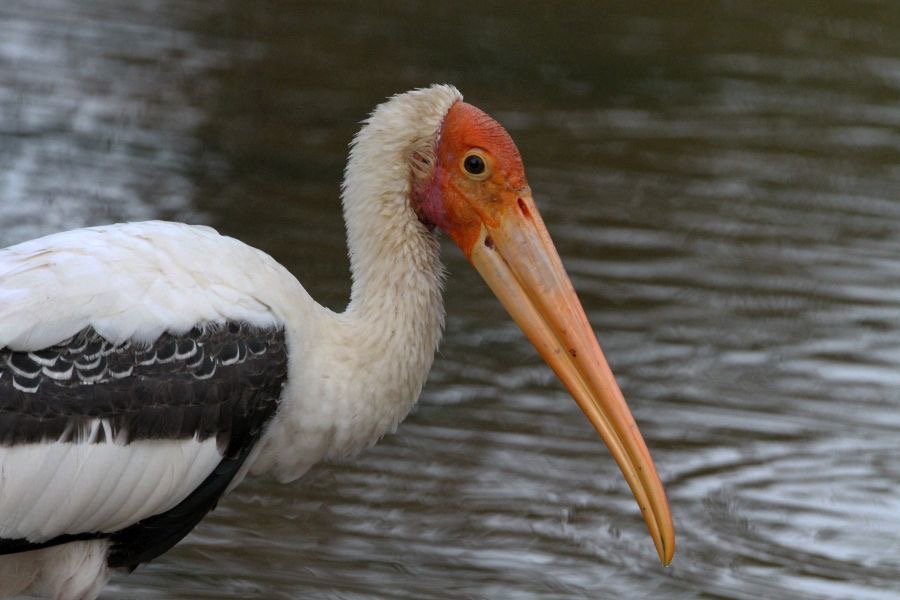STORK     PAINTED.jpg