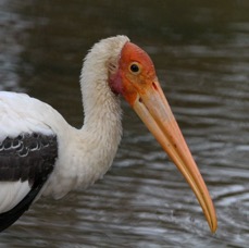STORK     PAINTED.jpg