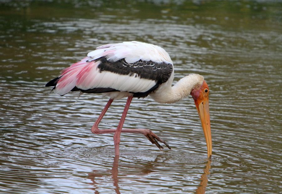 STORK.    PAINTED.JPG