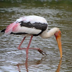STORK.    PAINTED.JPG