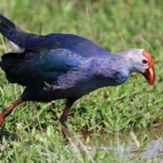 SWAMPHEN  PURPLE.jpg