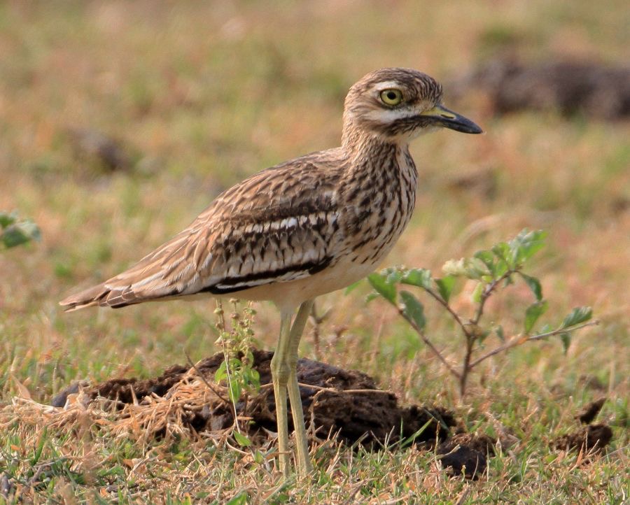 THICK-KNEE   INDIAN.jpg