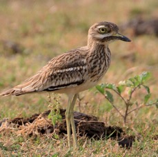 THICK-KNEE   INDIAN.jpg