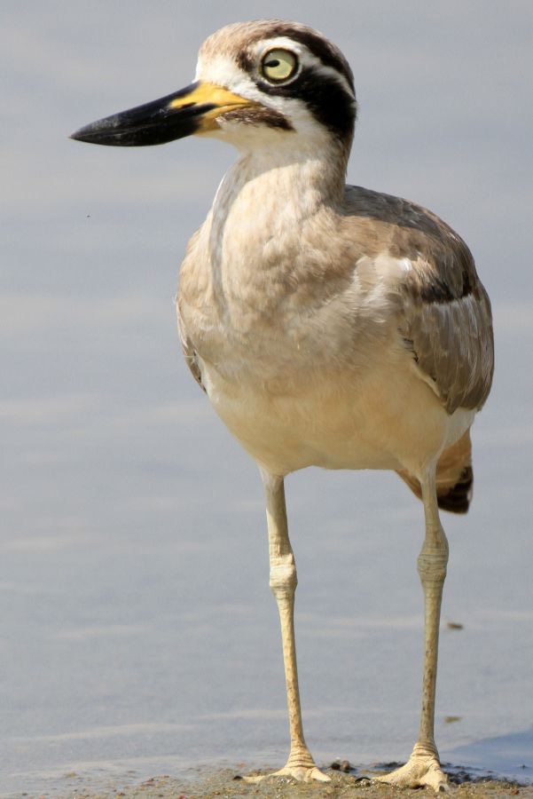 THICK-KNEE  GREAT.jpg