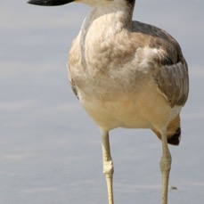 THICK-KNEE  GREAT.jpg