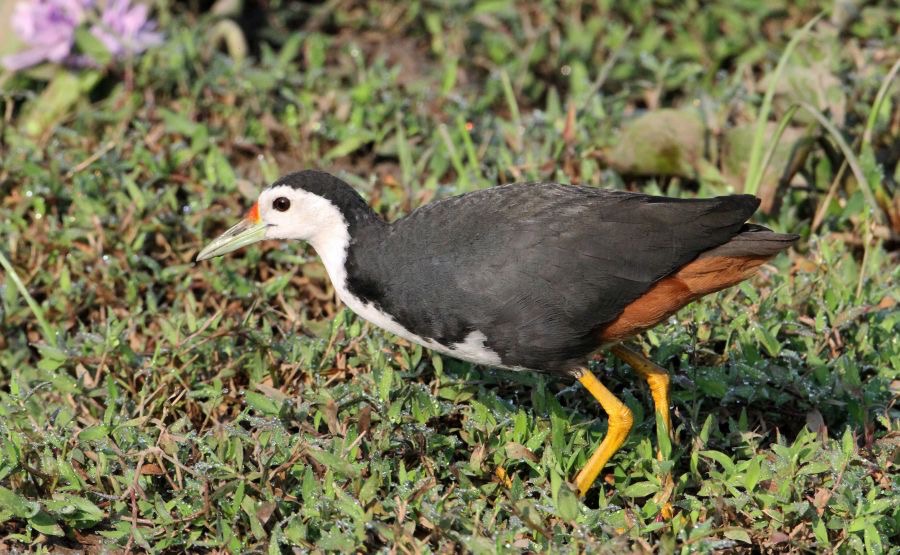 WATERHEN..   WHITE BREASTED.jpg