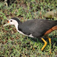 WATERHEN..   WHITE BREASTED.jpg
