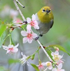 WHITE-EYE        SRI  LANKA.JPG