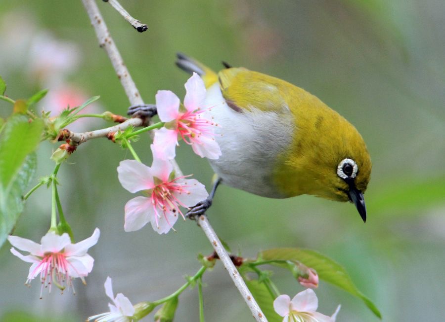 WHITE-EYE.        SRI.  LANKA.JPG