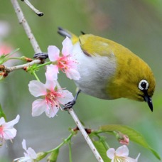 WHITE-EYE.        SRI.  LANKA.JPG