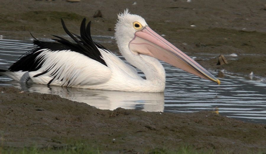 AUSTRALIAN     PELICAN.jpg